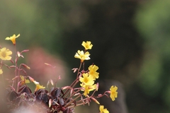 Oxalis spiralis