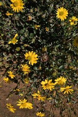 Osteospermum sinuatum