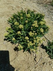 Lepidium draba