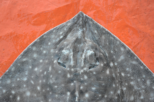Spotted ray (Bathyraja albomaculata) — Arhynchobatidae — 4