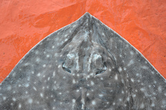 Bathyraja albomaculata