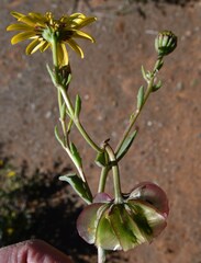 Osteospermum sinuatum