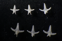 Bathyraja albomaculata