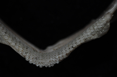 Bathyraja albomaculata