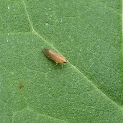 Haplaxius