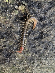 Scolopendra morsitans