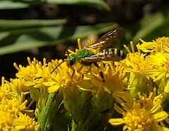 Agapostemon splendens