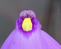 Utricularia barkeri