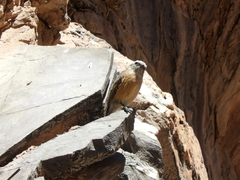 Ochthoeca oenanthoides