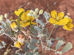 Senna artemisioides helmsii