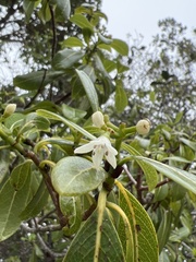 Psychotria