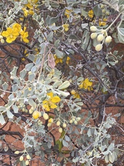 Senna artemisioides helmsii