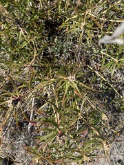 Stillingia texana