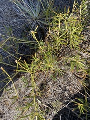 Stillingia texana