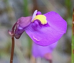 Utricularia barkeri