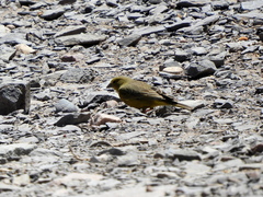 Sicalis olivascens
