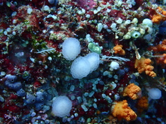 Distaplia occidentalis