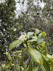 Psychotria