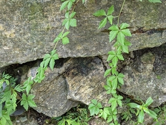 Tetrastigma obtectum