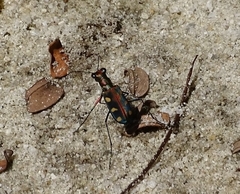 Cosmodela aurulenta