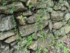 Tetrastigma obtectum