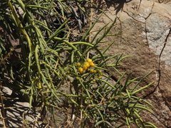 Senna crassiramea