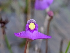 Utricularia barkeri