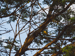 Oriolus chinensis