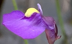 Utricularia barkeri