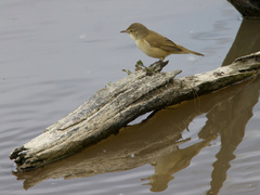 Acrocephalus australis