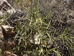Senna crassiramea