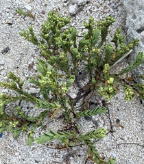 Euphorbia mesembryanthemifolia