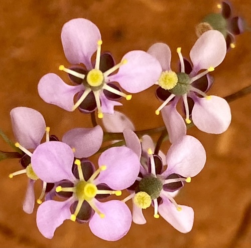 Menkea sphaerocarpa
