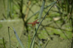 Libellula saturata