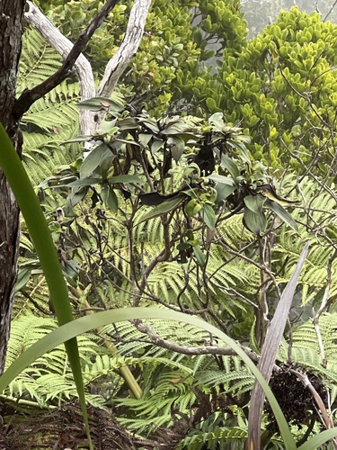 Dubautia kalalauensis