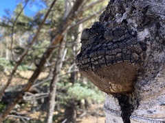 Phellinus tremulae
