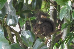 Sciurus aestuans