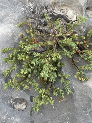 Euphorbia mesembryanthemifolia