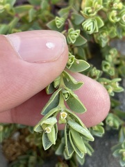 Euphorbia mesembryanthemifolia