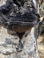 Phellinus tremulae