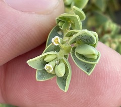 Euphorbia mesembryanthemifolia