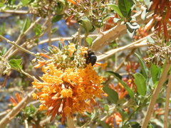 Xylocopa