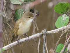 Acrocephalus australis