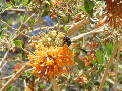 Xylocopa