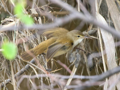 Acrocephalus australis