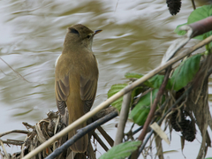 Acrocephalus australis