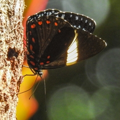 Hamadryas laodamia