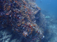 Distaplia occidentalis