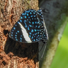 Hamadryas laodamia