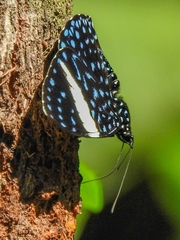Hamadryas laodamia